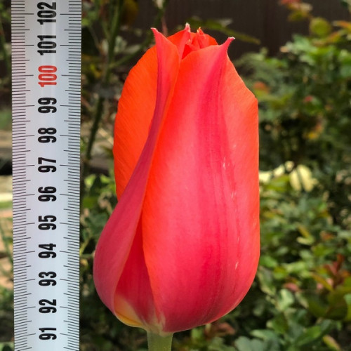 Тюльпан Гигантский Temple of Beauty 12/+ - оптом Тюльпан Гигантский Temple of Beauty 12/+ - оптом