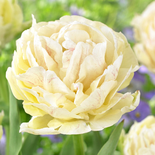 Тюльпан Махровий Piste 12/+ - оптом Тюльпан Махровий Piste 12/+ - оптом