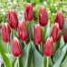 Тюльпан Тріумф Vampire 12/+ - оптом Тюльпан Тріумф Vampire 12/+ - оптом