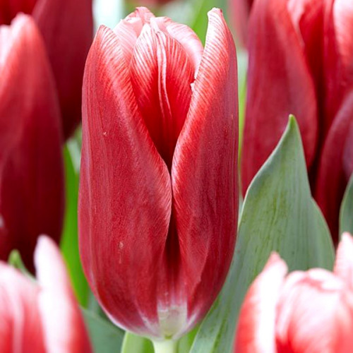 Тюльпан Тріумф Vampire 12/+ - оптом Тюльпан Тріумф Vampire 12/+ - оптом