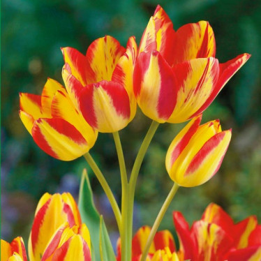 Тюльпан Многоцветковый Florette 10/11