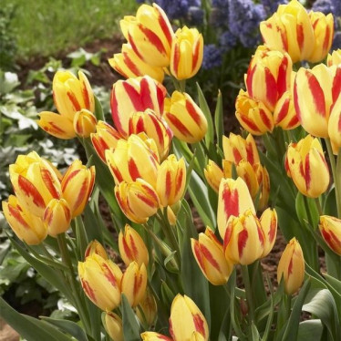Тюльпан Многоцветковый Florette 10/11