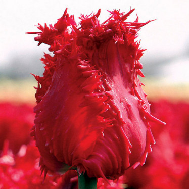 Тюльпан Оторочений Barbados 12/+