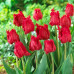 Тюльпан Оторочений Barbados 12/+ - оптом