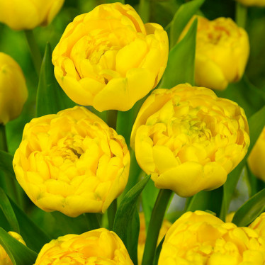 Тюльпан Махровый Yellow Pomponnette 10/11