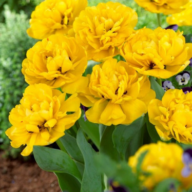 Тюльпан Махровый Yellow Pomponnette 10/11