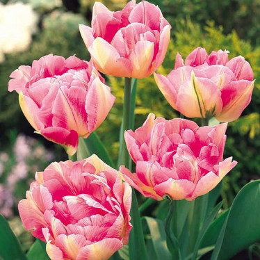 Тюльпан Махровий + Багатоквітковий Peach Blossom 10/11 2 сорт
