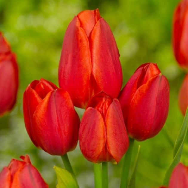 Тюльпан Багатоквітковий Orange Bouquet 10/11