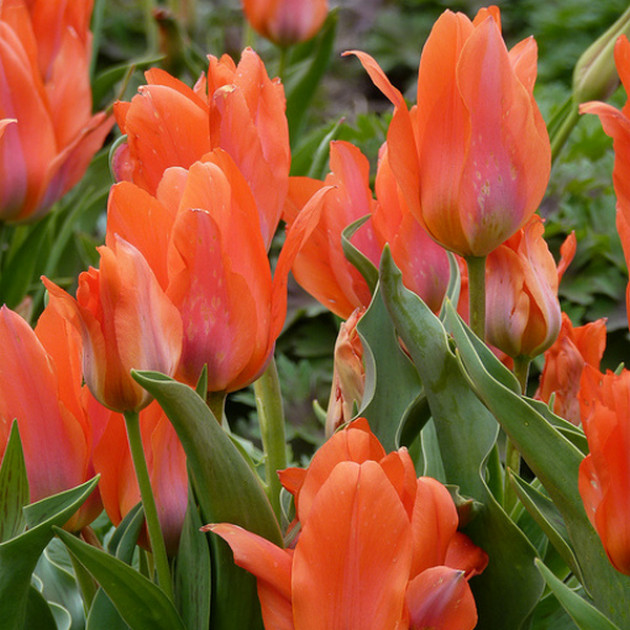 Тюльпан Багатоквітковий Orange Bouquet 10/11