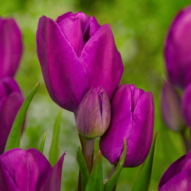 Тюльпан Багатоквітковий Purple Bouquet 10/11