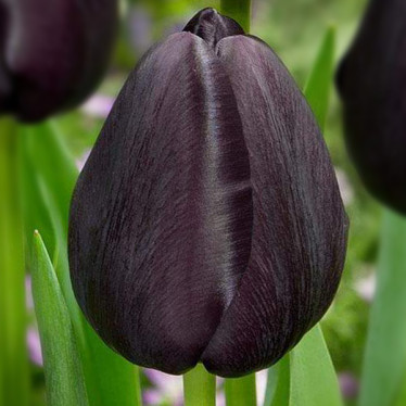 Тюльпан Тріумф Black Bean 10/11