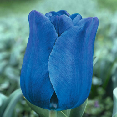 Тюльпан Тріумф Blue Aimable 12+