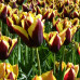 Тюльпан Триумф Gavota 12/+ - оптом