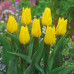 Тюльпан  Тріумф Yokohama  12/+ - оптом