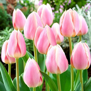 Тюльпан гибрид Дарвина Apricot Delight (DHT) 12/+