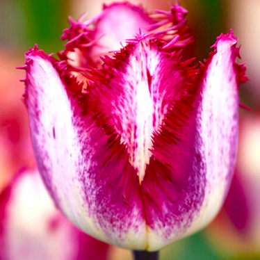 Тюльпан оторочений Colour Fusion (FR) 12/+