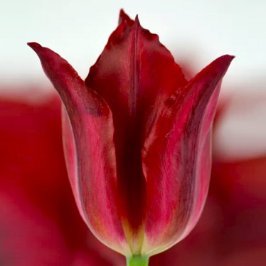 Тюльпан виридифлора Red Springgreen (V) 12/+