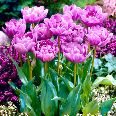 Тюльпан Махровый + Многоцветковый Lilac Perfection 12/+ Тюльпан Махровый + Многоцветковый Lilac Perfection 12/+