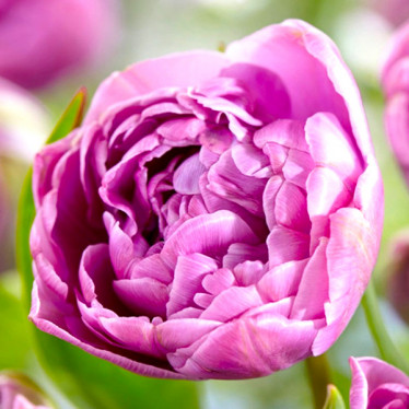 Тюльпан Махровый + Многоцветковый Lilac Perfection 12/+ Тюльпан Махровый + Многоцветковый Lilac Perfection 12/+