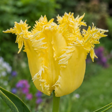 Тюльпан оторочений Fringed Lady (FR) 12/+