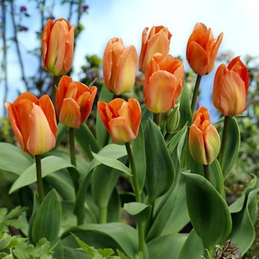 Тюльпан гибрид Фостера Apricot Emperor (F) 12/+