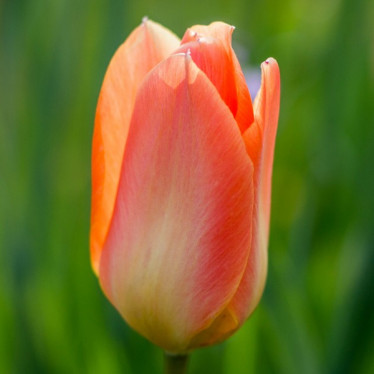 Тюльпан гибрид Фостера Apricot Emperor (F) 12/+