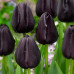 Тюльпан Тріумф Black Bean 12/+ - оптом Тюльпан Тріумф Black Bean 12/+ - оптом