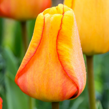 Тюльпан гибрид Дарвина Blushing Apeldoorn (DHT) 12/+