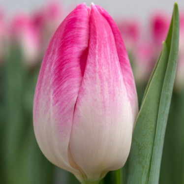 Тюльпан триумф Bolroyal Pink (TT) 12/+