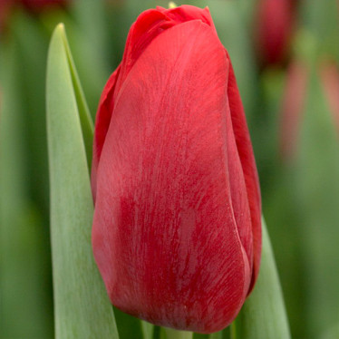 Тюльпан триумф Delta Red (TT) 12/+