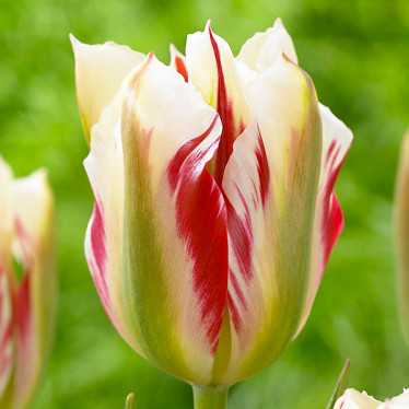 Тюльпан виридифлора Flaming Springgreen (V) 12/+