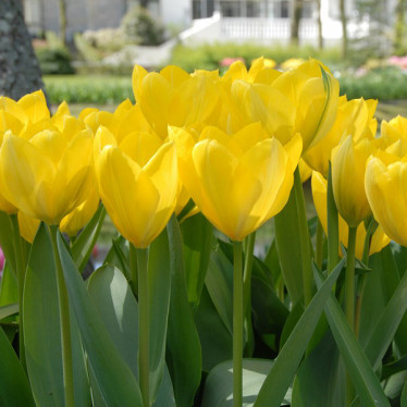 Тюльпан гибрид Фостера Golden Purissima (F) 12/+