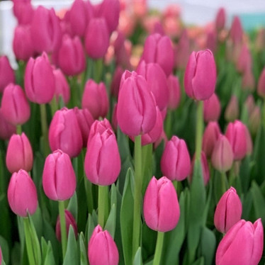 Тюльпан триумф Pink Twist (TT) 12/+