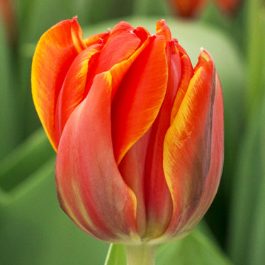 Тюльпан махровый Queensday (DLT) 11/12