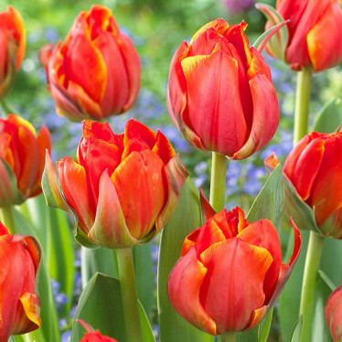 Тюльпан махровый Queensday (DLT) 11/12