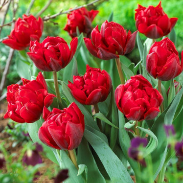 Тюльпан махровый Red Princess (DET) 12/+