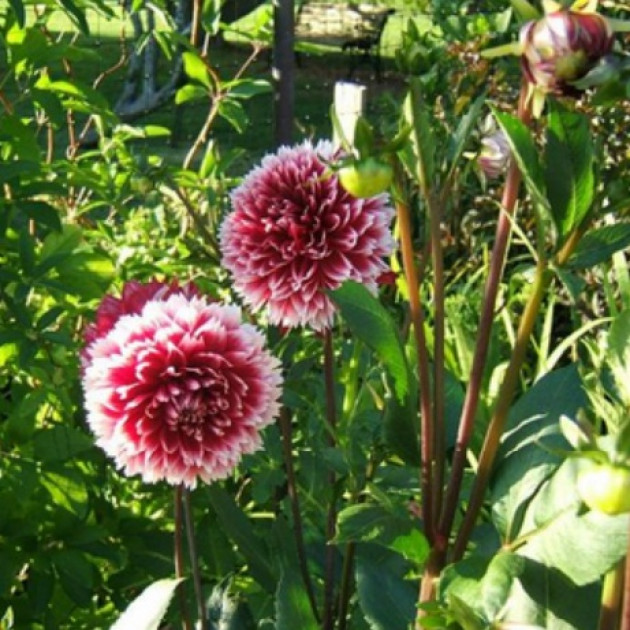 Жоржина фімбріата Red and White Fubuki