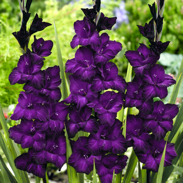 Гладіолус Purple Flora 8/10