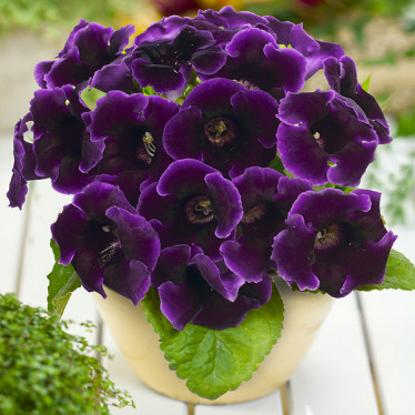 Глоксиния Violacea