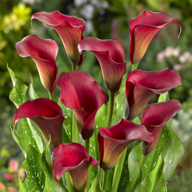 Калла Majestic Red 12/14