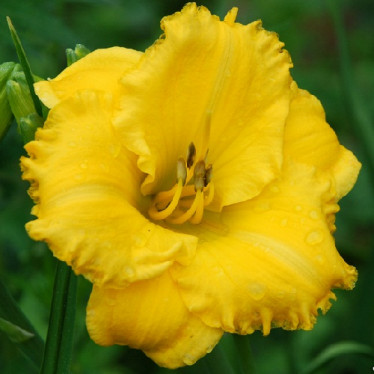 Лілійник Ever so Ruffled