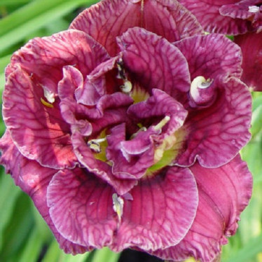 Лілійник Stellar Double Rose
