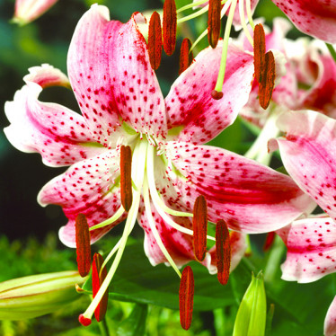 Лілія звисаюча тигрова Speciosum Var Rubrum Uchida 12/14