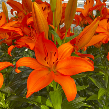 Лилия азиатская Orange Summer 12/14