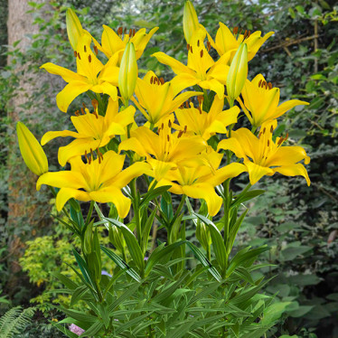 Лілія азіатська Yellow County