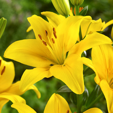 Лілія азіатська Yellow County