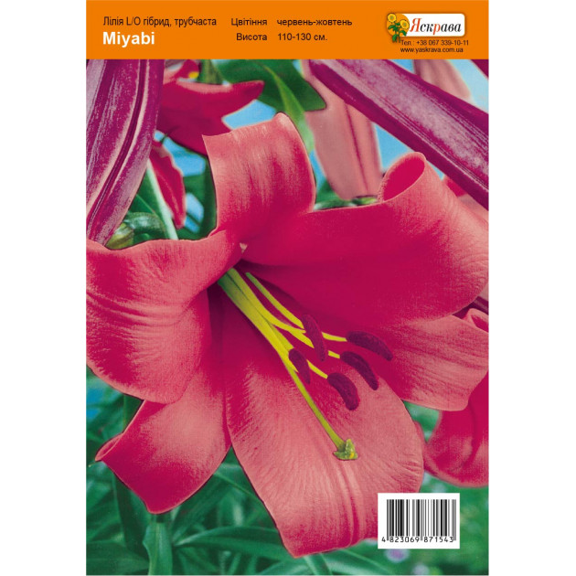 Лілія LO гібрид Miyabi 12/14