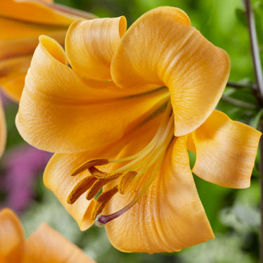 Лилия LO гибрид Orange Planet 12/14