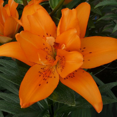 Лілія азіатська махрова Double Princess 12/14