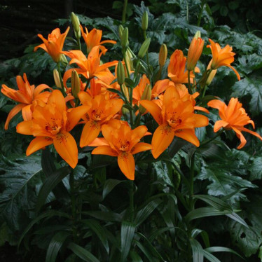 Лілія азіатська махрова Double Princess 12/14